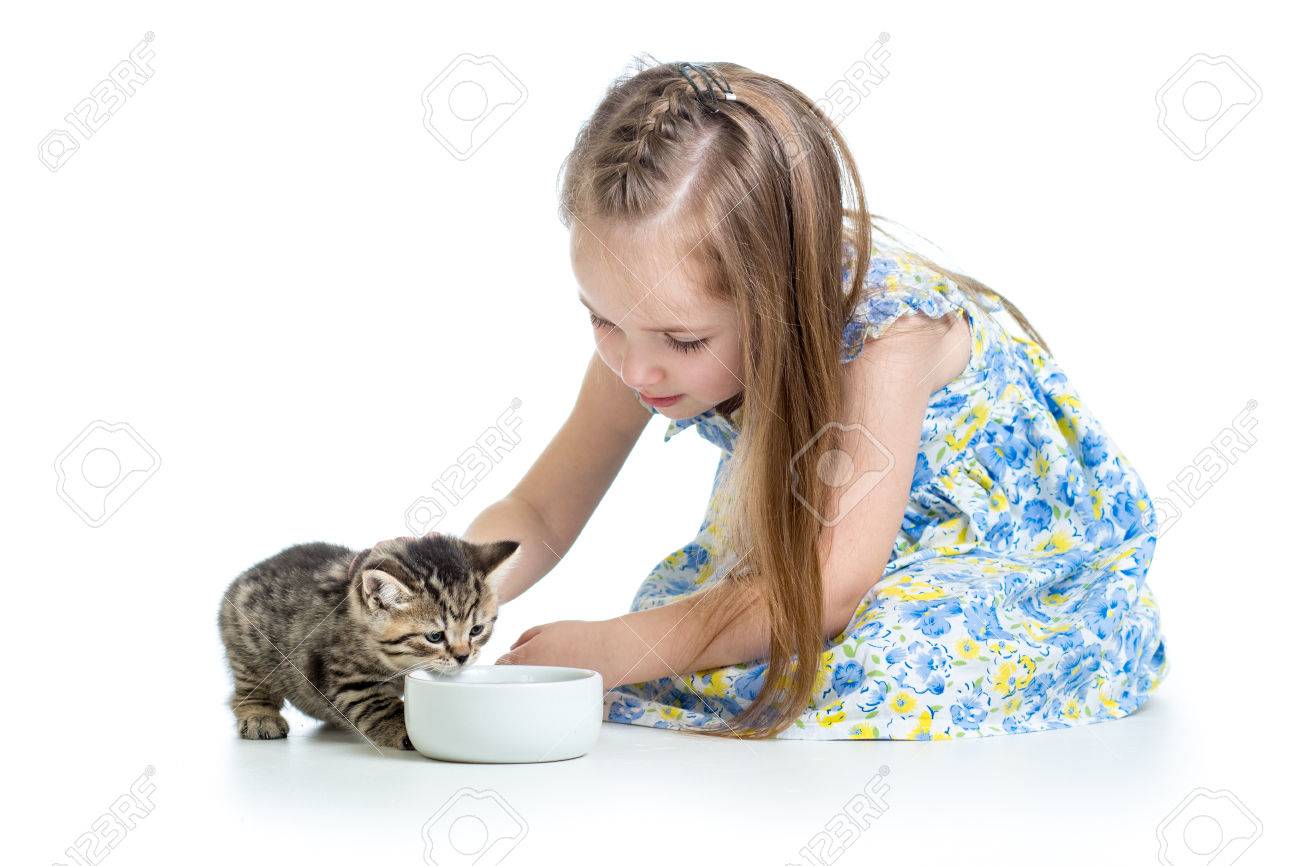 feeding cats