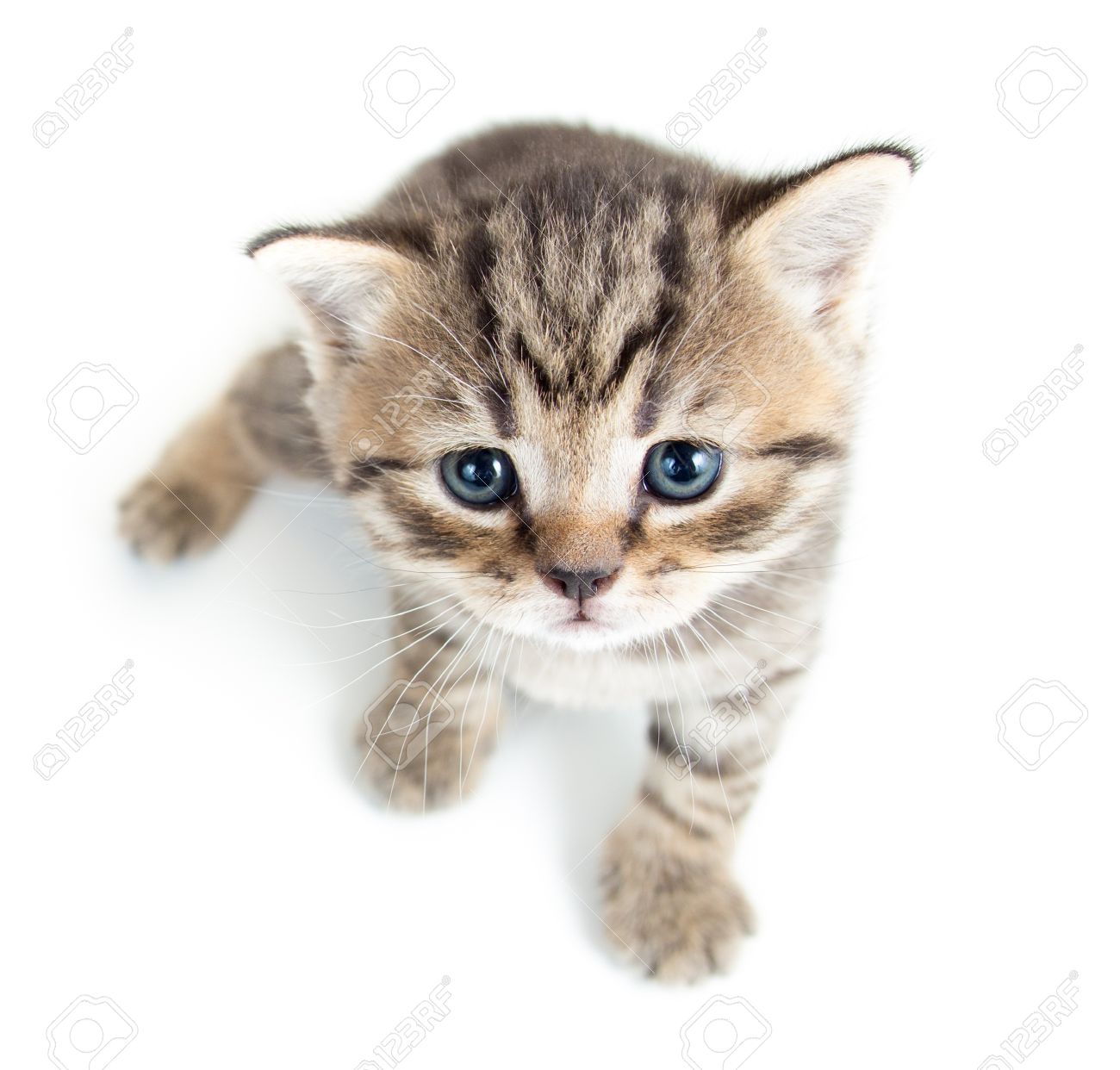 赤ちゃん猫子猫白い背景で隔離のトップ ビュー の写真素材 画像素材 Image