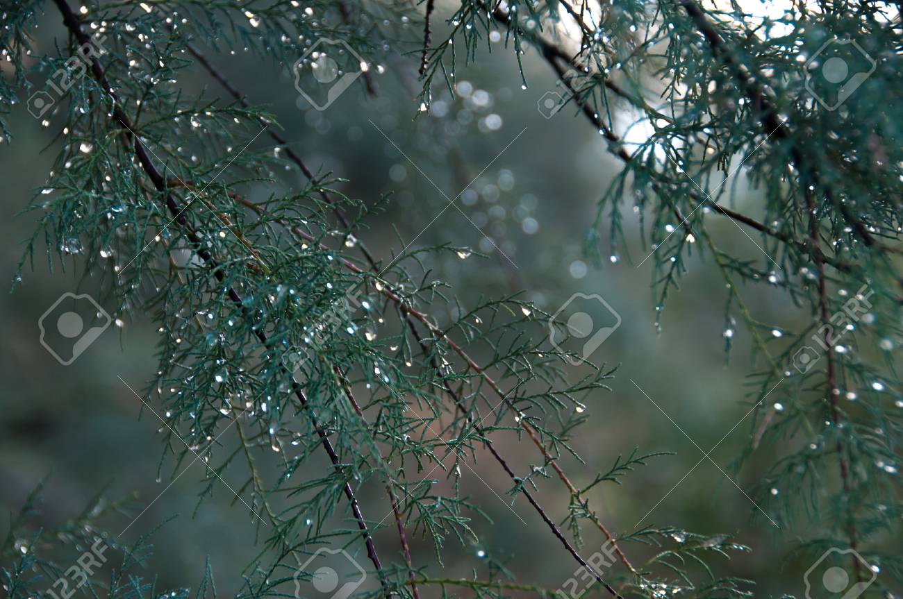Sprig Of Coniferous Tree With Silver Rain Droplets Close Up Stock Photo Picture And Royalty Free Image Image Sprig Of Coniferous Tree With Silver Rain Droplets Close Up Stock Photo Picture And Royalty Free Image Image