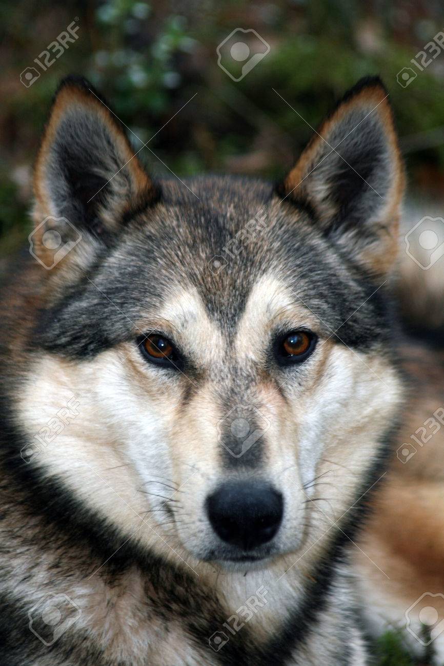 pekingese chihuahua mix puppies for sale