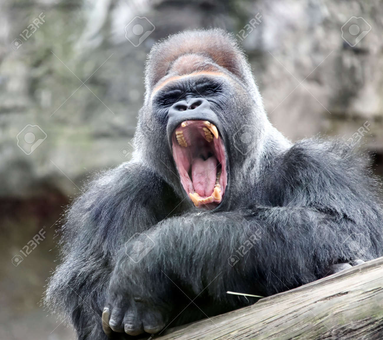 The Adult Dominant Male Gorilla Yawns With Its Mouth Open. The Leader Of A  Herd Of Large Primates Yawns In A Calm Sleepy State. Stock Photo, Picture  And Royalty Free Image. Image