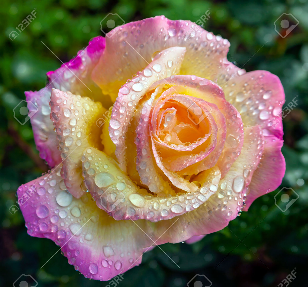Magnificent Rose Flower Gloria Dei In Drops Of Water After Rain. Rose Of  The Peace Or Joy, Or Madame A. Meyland, Is A Popular Hybrid Tea Rose, The  Most Famous Variety Of, image size:1300x1210