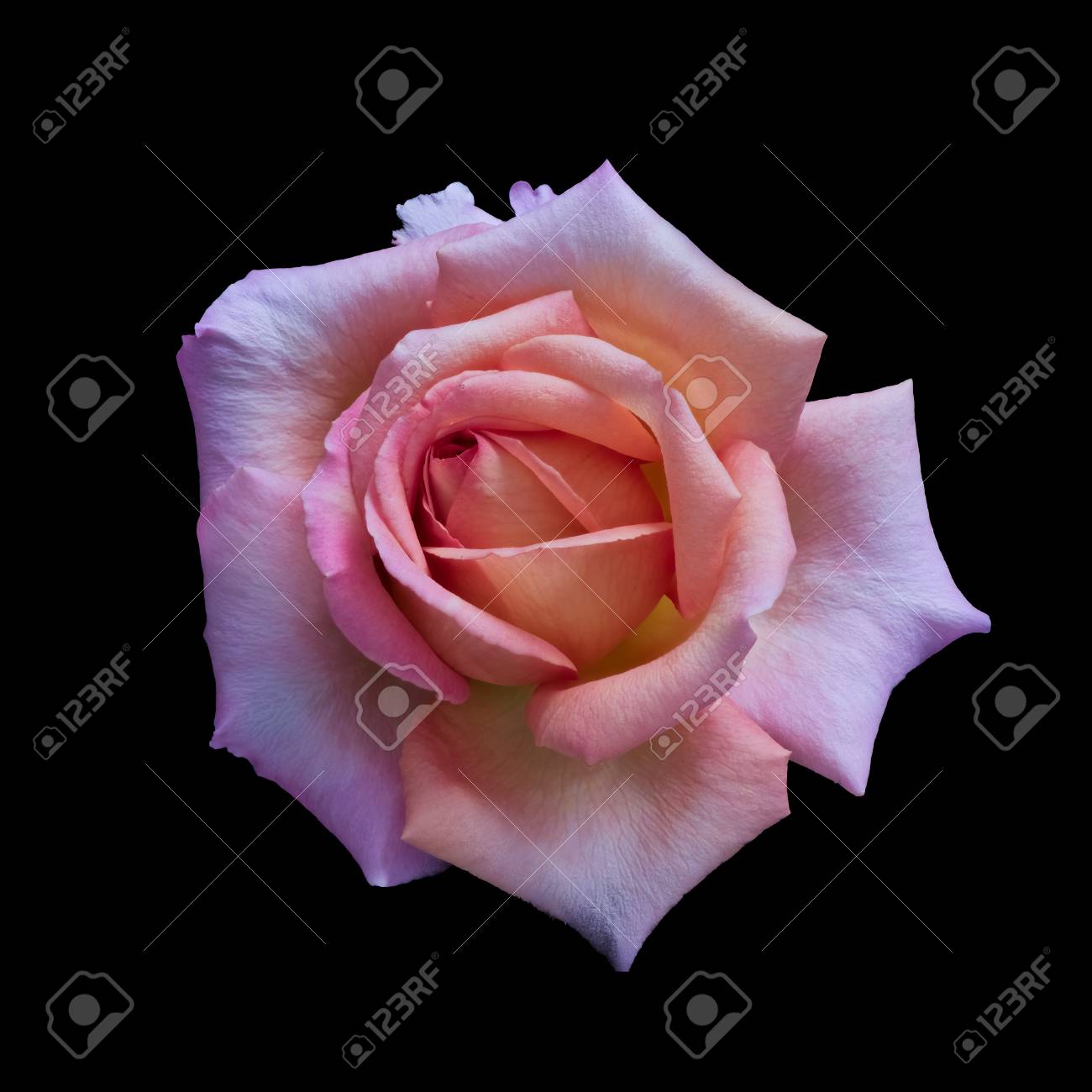 黒いバックグーンの単一のバラの花の色の肖像画 の写真素材 画像素材 Image 黒いバックグーンの単一のバラの花の色の肖像画 の写真素材 画像素材 Image