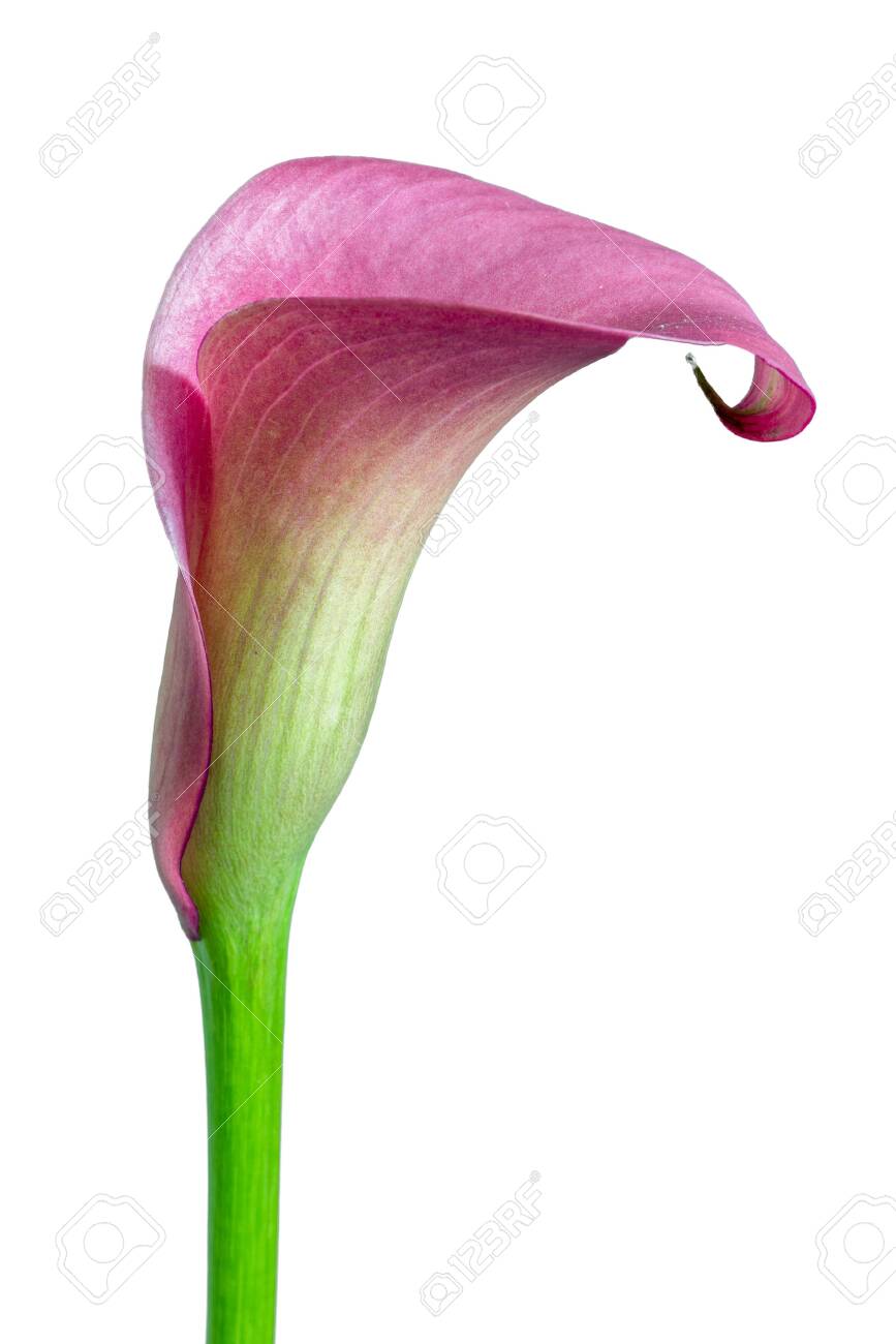 calla blossom