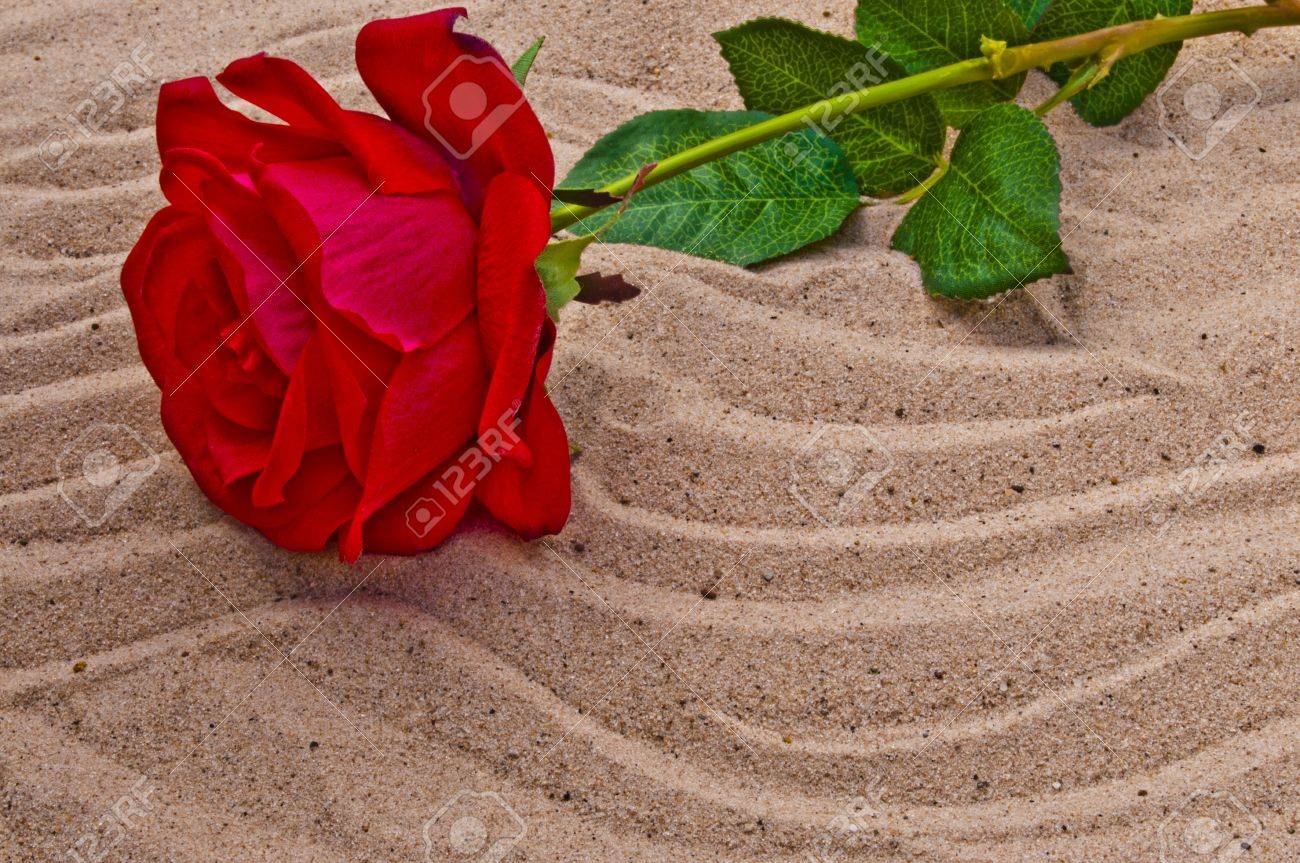 Redrose instagram am i