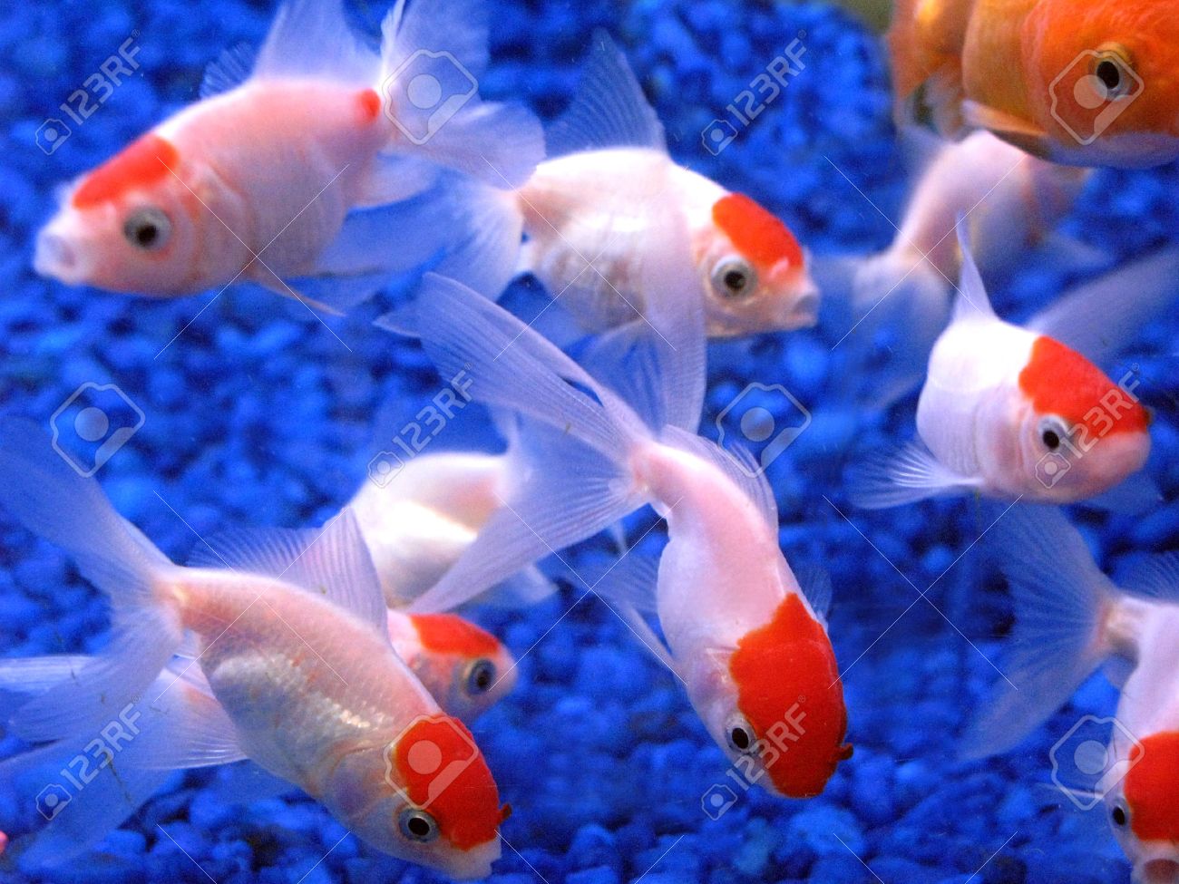 9 白と明るい赤オレンジ水族館金魚青い石に対して水泳 の写真素材 画像素材 Image