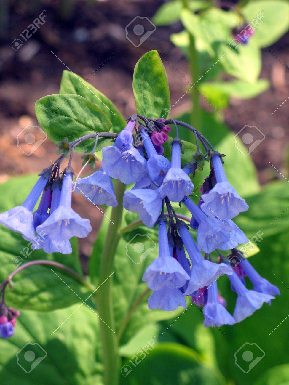 close up of blue bell shaped flowers stock photo picture and royalty free image image 2908032 close up of blue bell shaped flowers