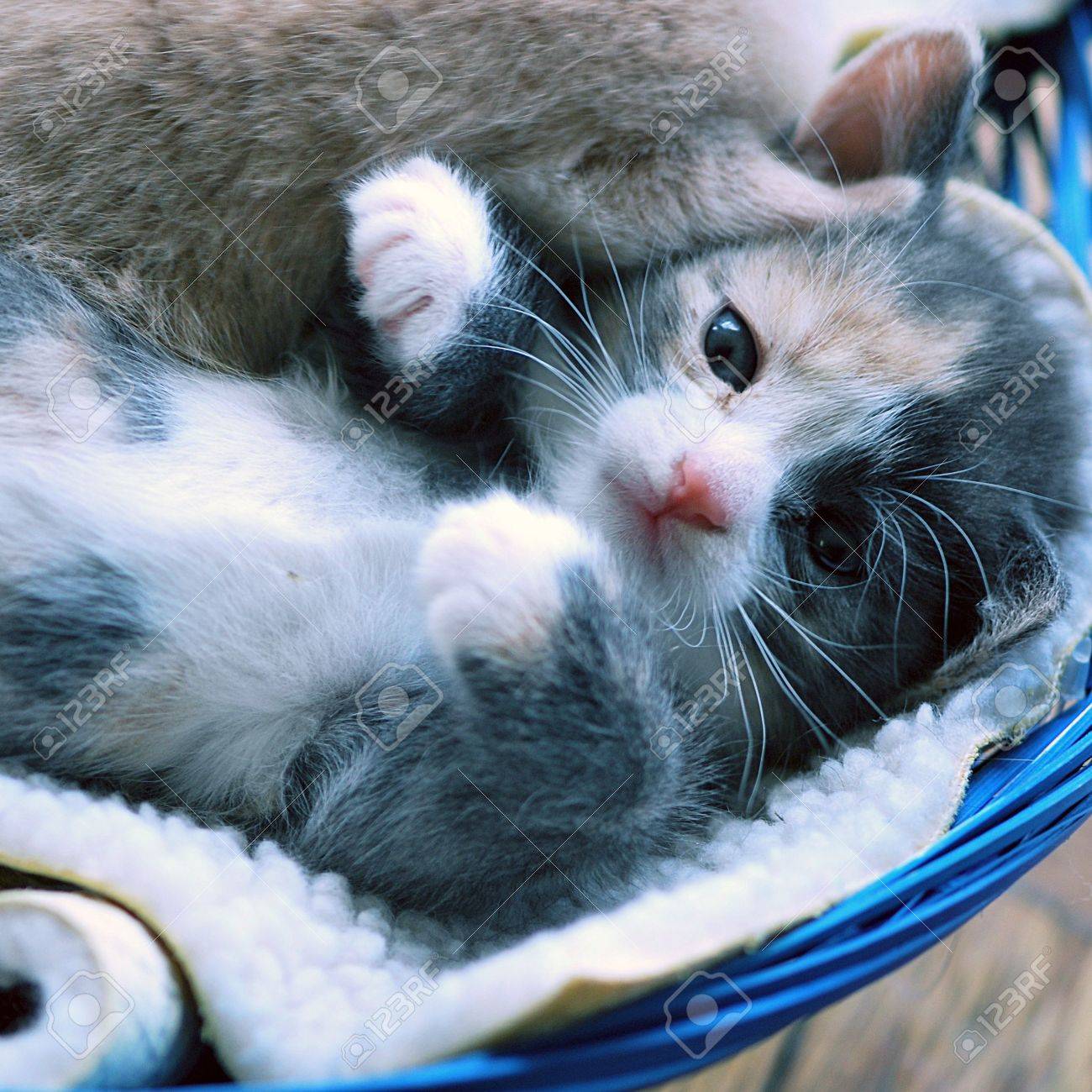 kitten on back with paws up