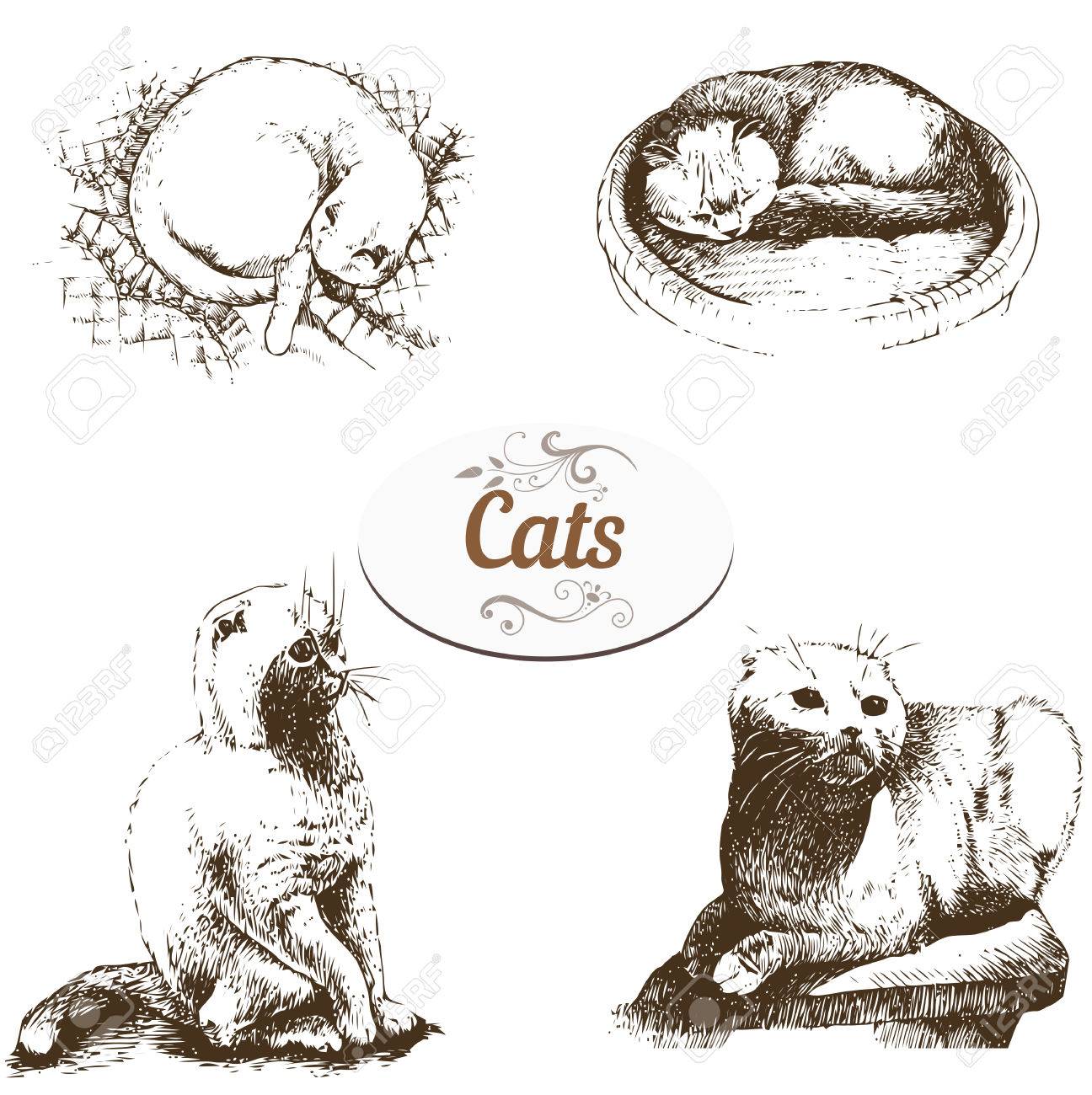 図面の英国人スコティッシュフォールド猫のセット のイラスト素材 ベクタ Image 図面の英国人スコティッシュフォールド猫のセット のイラスト素材 ベクタ Image