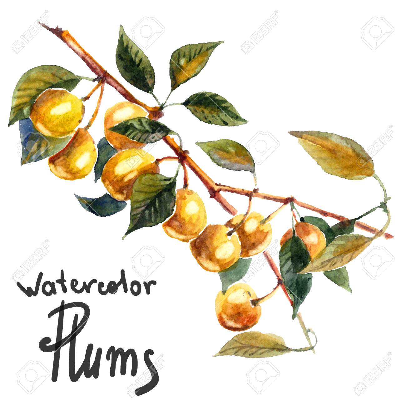 梅の木 白い背景に分離された水彩画のイラスト の写真素材 画像素材