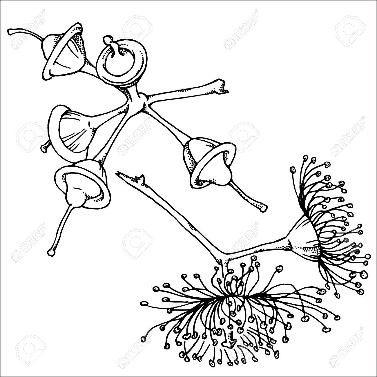 ユーカリの手描きのスケッチのイラスト素材 ベクタ Image 58026923