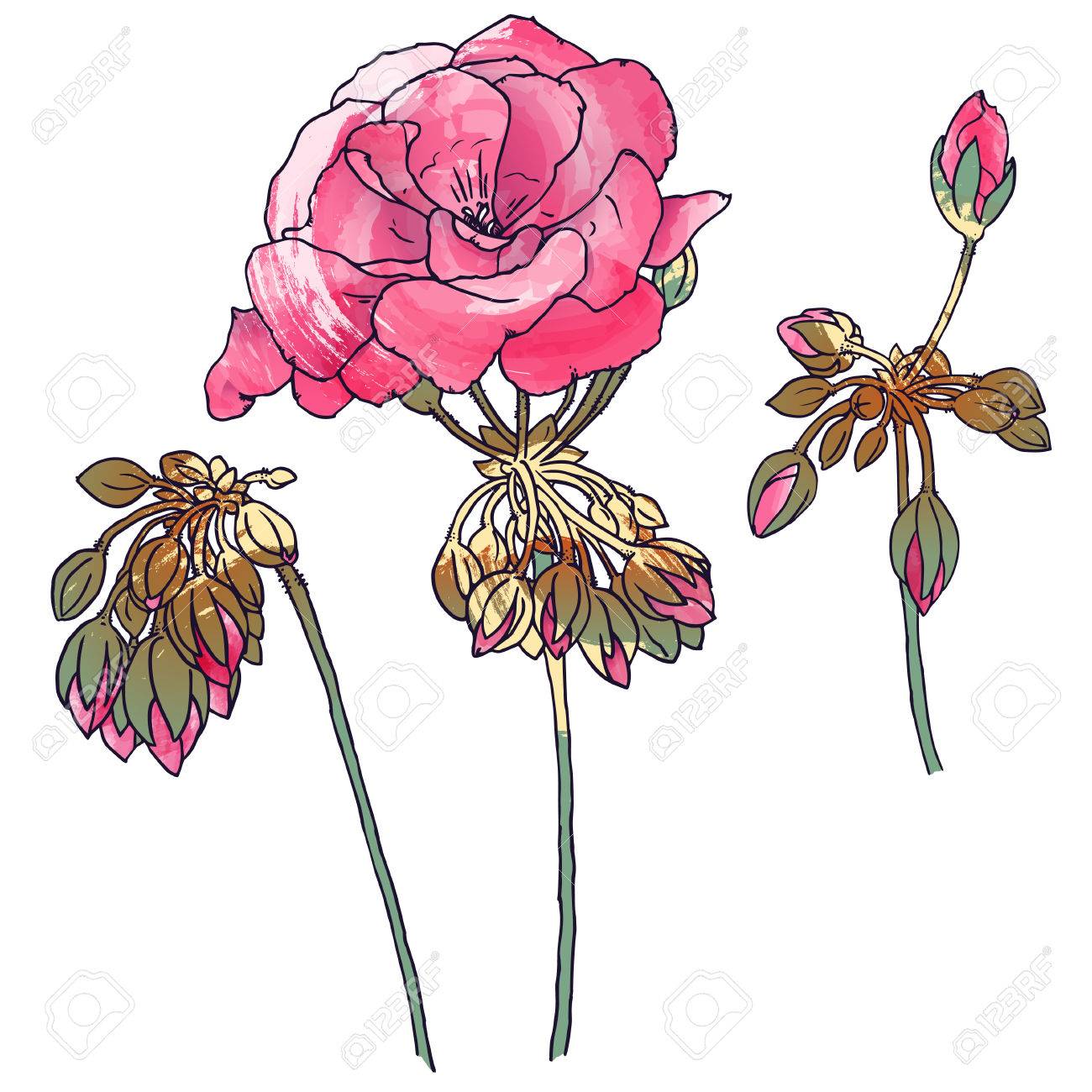 手描き植物イラストと花 つぼみ ゼラニウムの葉します 絵の効果 ベクトル形式です のイラスト素材 ベクタ Image