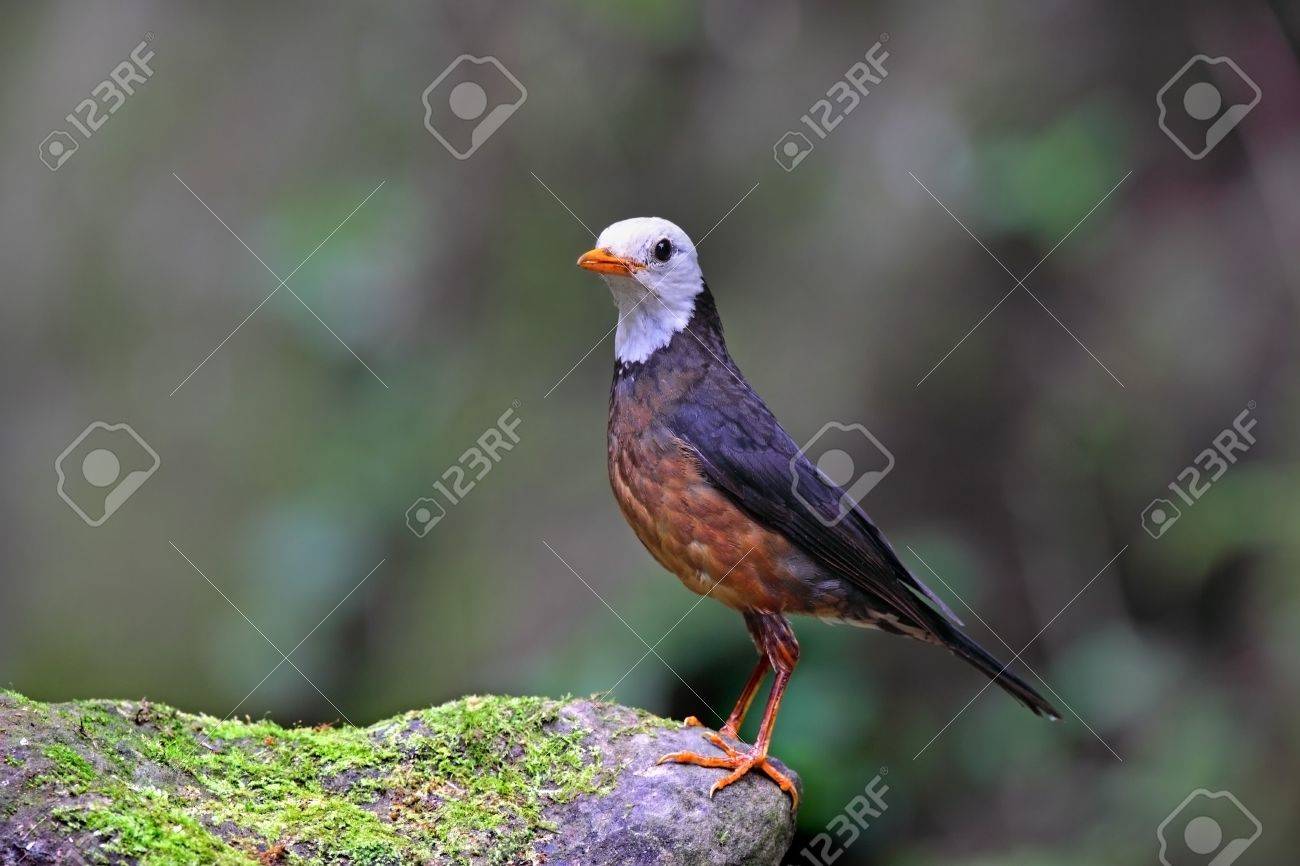 etiam-dictum-ipsum-a-felis