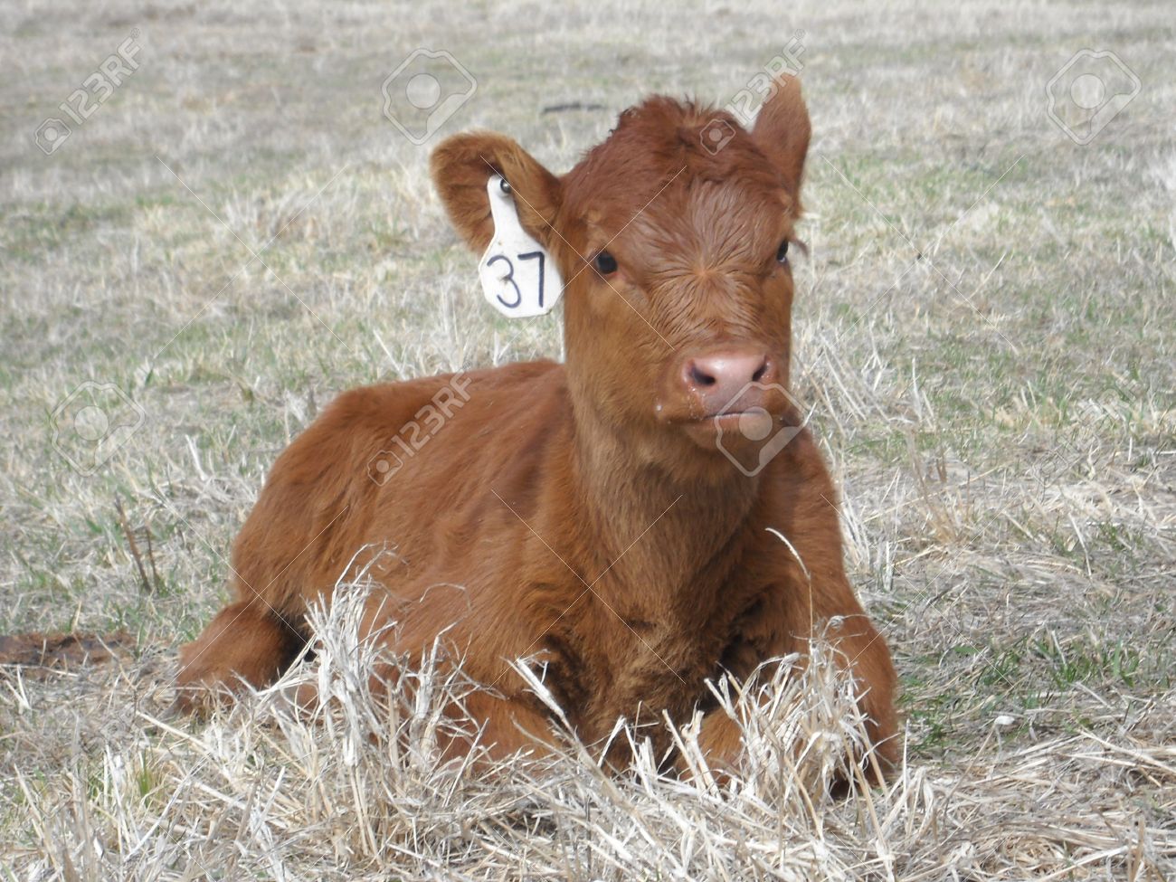 Black Angus Red Angus Cow Cattle Portrait Farm Animal Stock Photo Picture And Royalty Free Image Image 9179205
