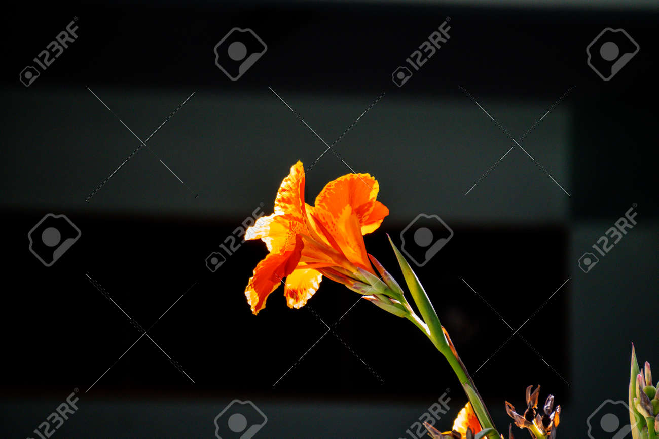 etiam-dictum-ipsum-a-felis