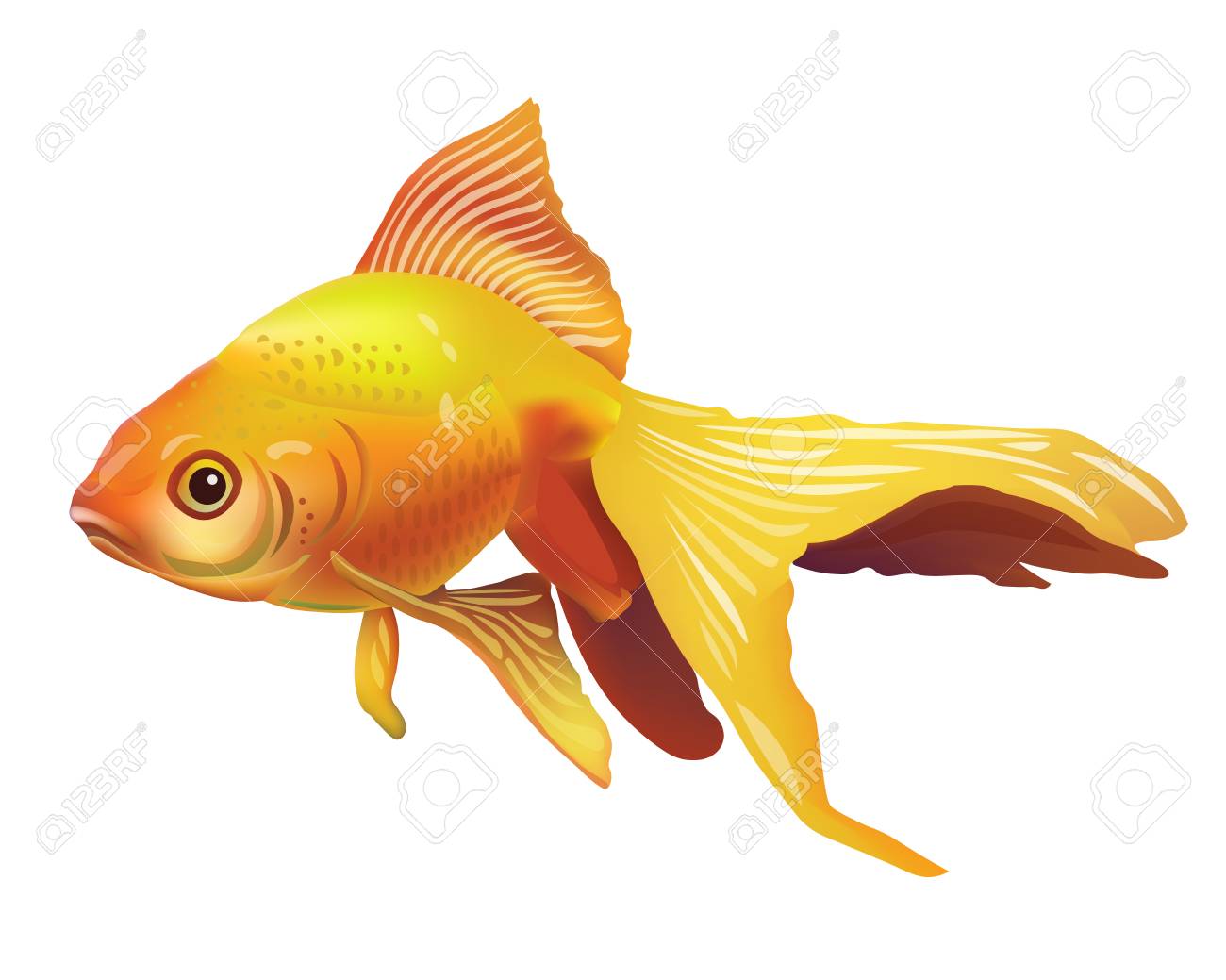 Realistic Vector Goldfish Illustration Isolated On White Background Icon Royalty Free Cliparts Vectors And Stock Illustration Image