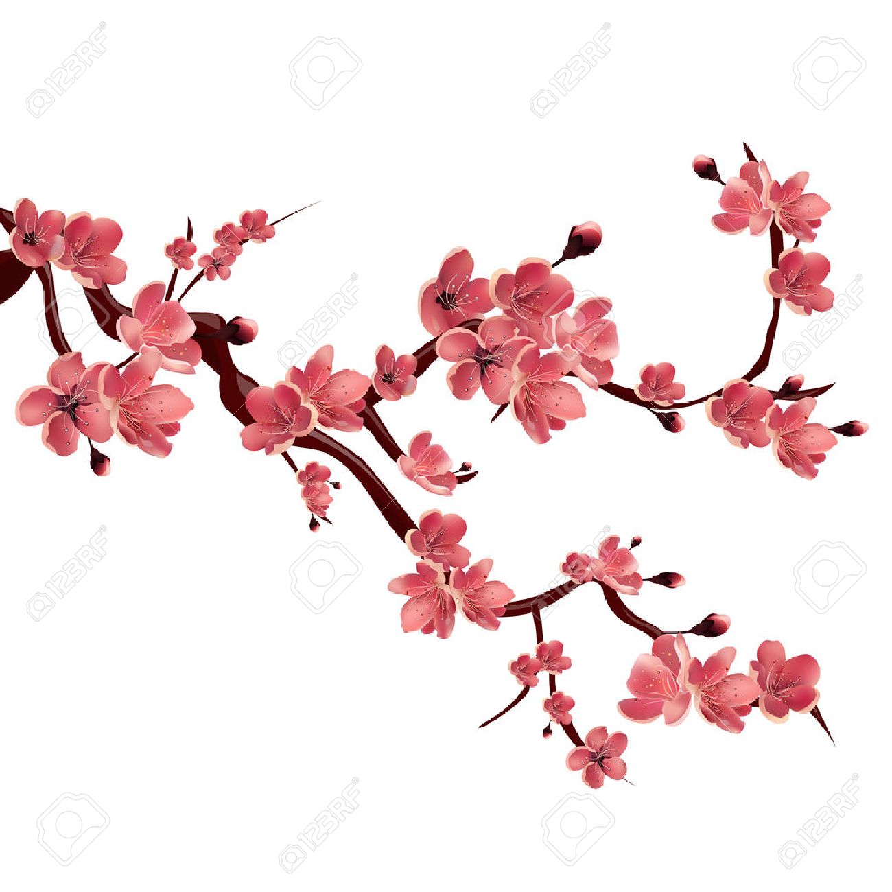 Branch of rose blossoming sakura . Japanese cherry tree. Vector Isolated Illustration on white background - 54341388 Branch of rose blossoming sakura . Japanese cherry tree. Vector Isolated Illustration on white background - 54341388