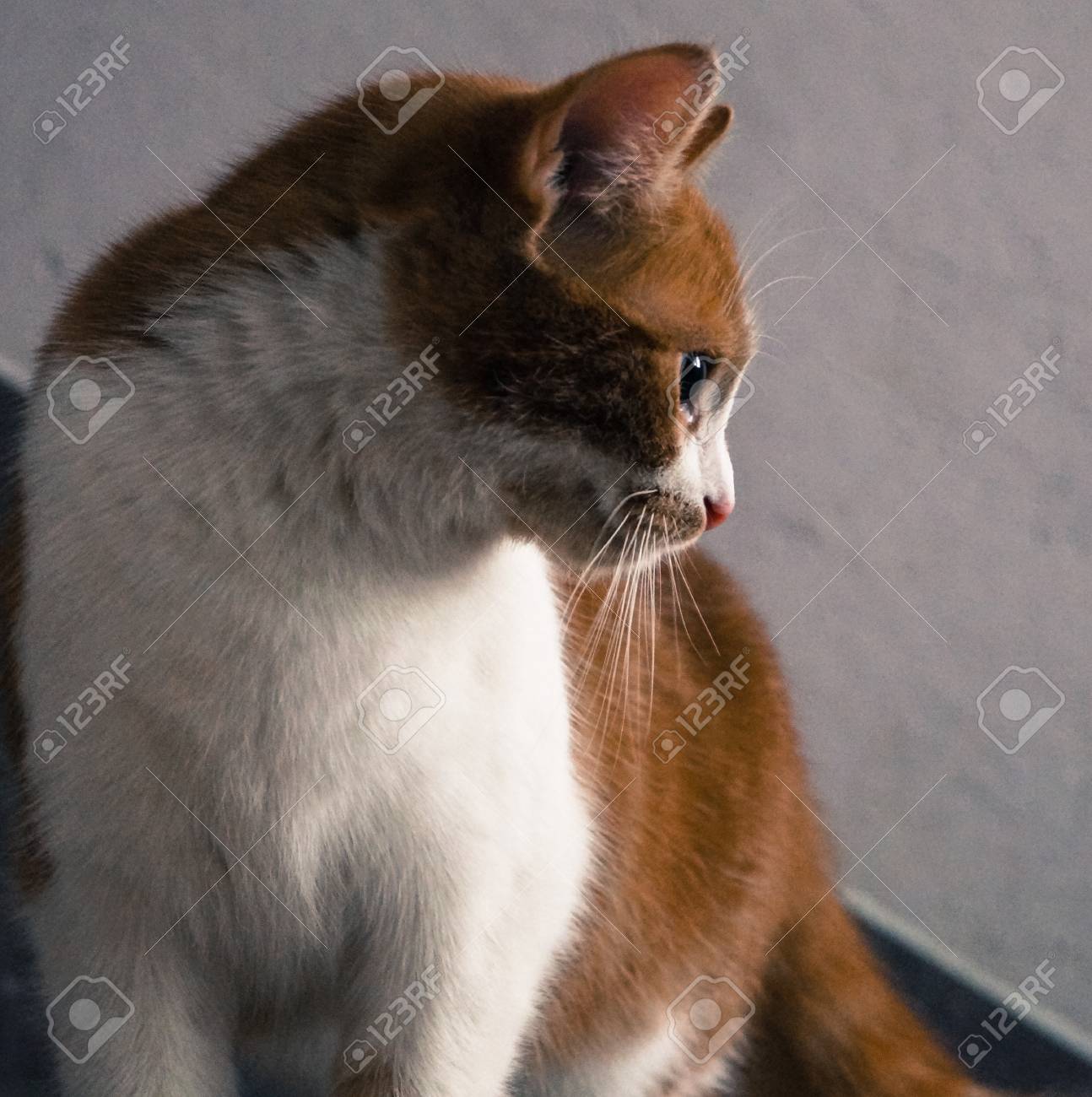 etiam-dictum-ipsum-a-felis