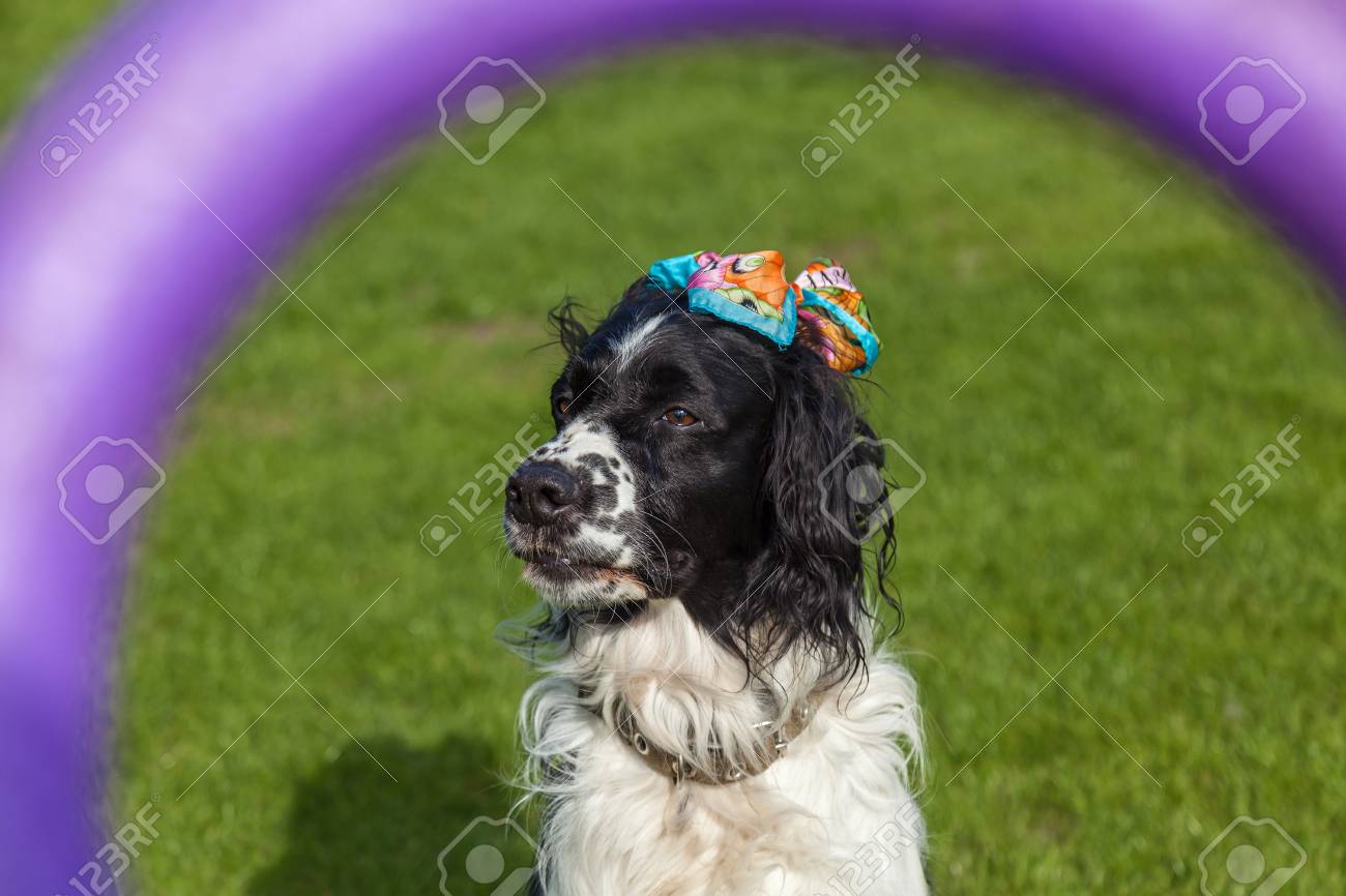 Chien De Race Cocker Portrait épagneul Noir Blanc Cocker épagneul