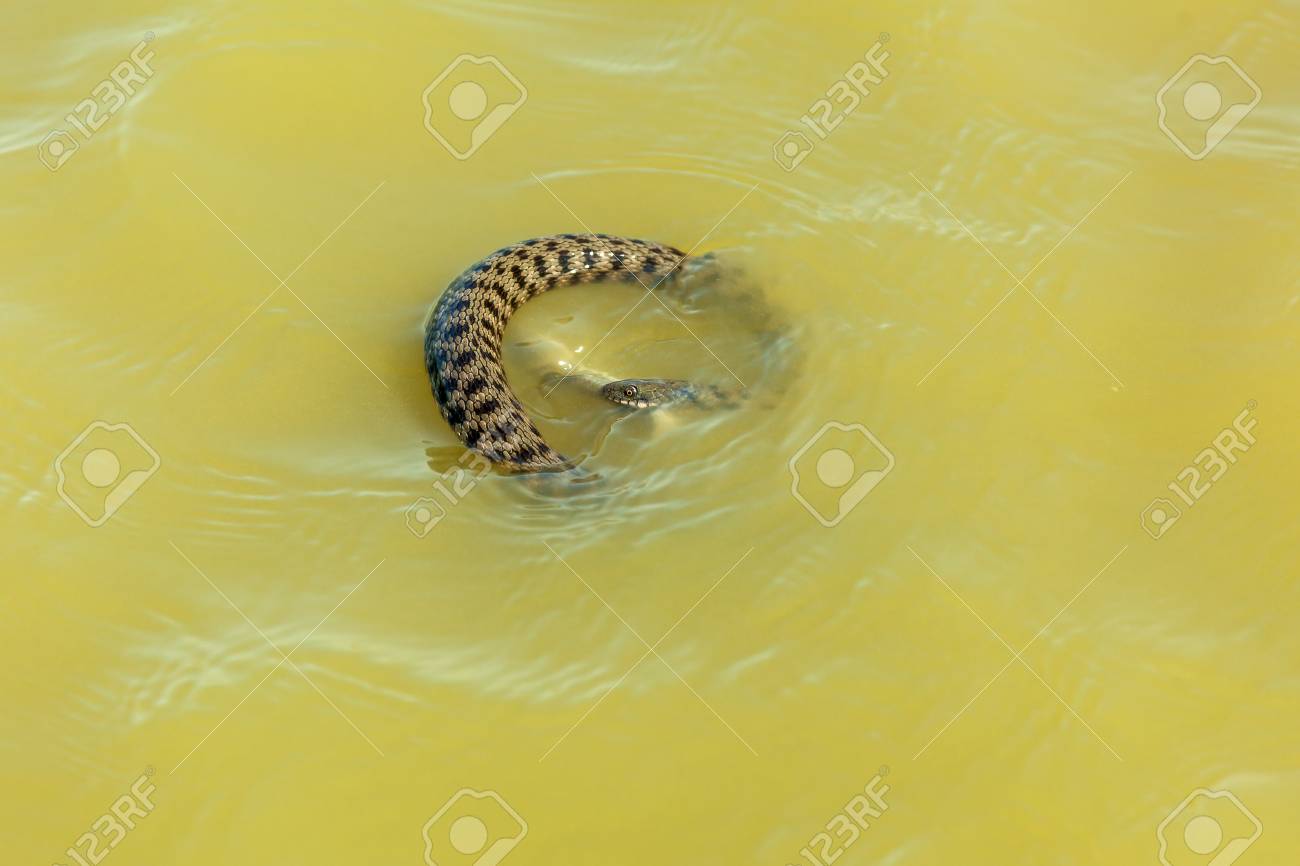 Schlangen fressen fisch