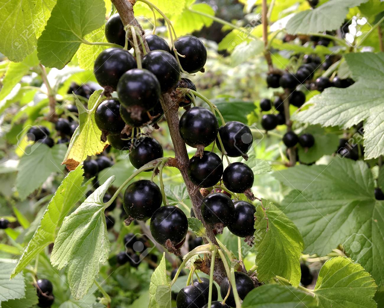Sweet Black Berry Currant Growing On Bush With Leaves Green Stock Photo Picture And Royalty Free Image Image 109910455