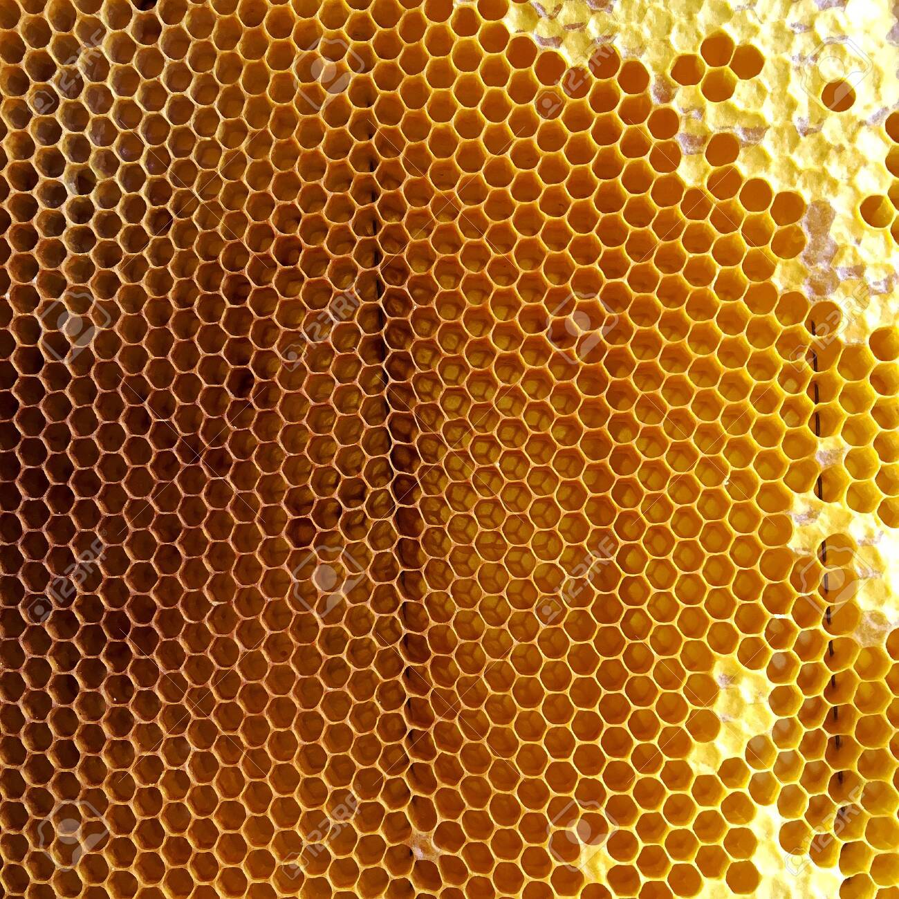 Abstract Hexagon Structure Is Honeycomb From Bee Hive Filled With Golden Honey Honeycomb Summer Composition Consisting Of Gooey Honey From Bee Village Honey Rural Of Bees Honeycombs To Countryside Lizenzfreie Fotos Bilder