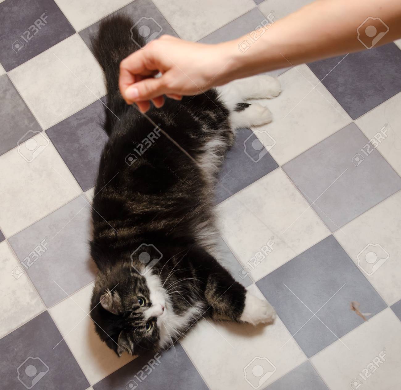 etiam-dictum-ipsum-a-felis