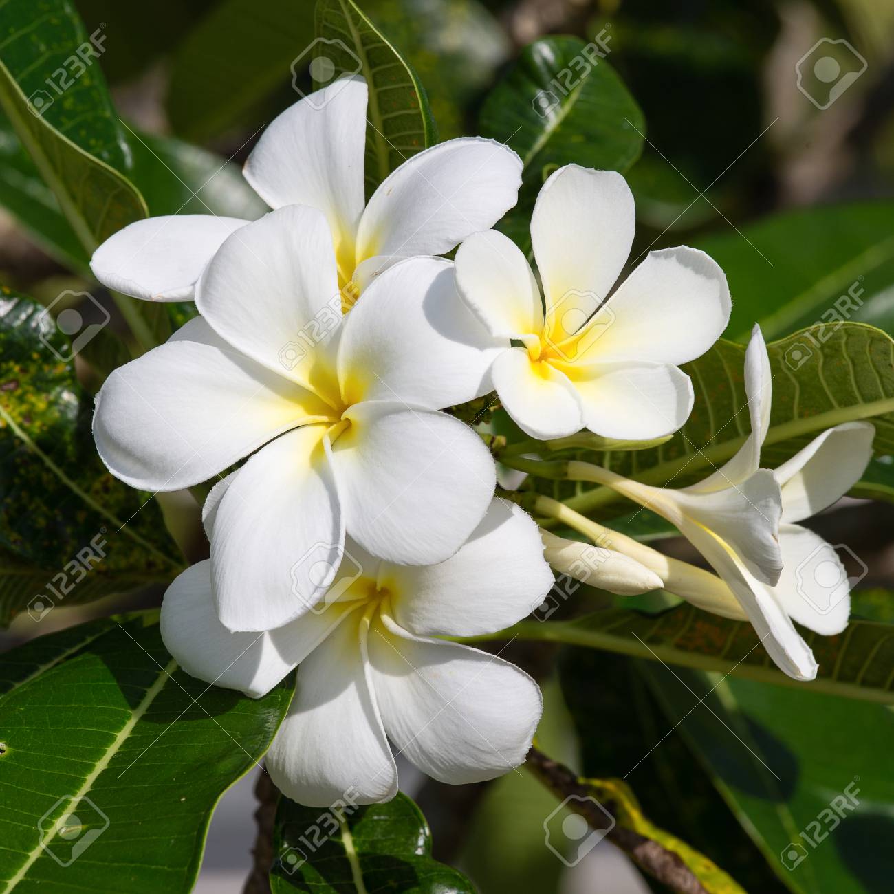 夏の間満開ホワイト フランジパニの花 プルメリア の写真素材 画像素材 Image 夏の間満開ホワイト フランジパニの花 プルメリア の写真素材 画像素材 Image