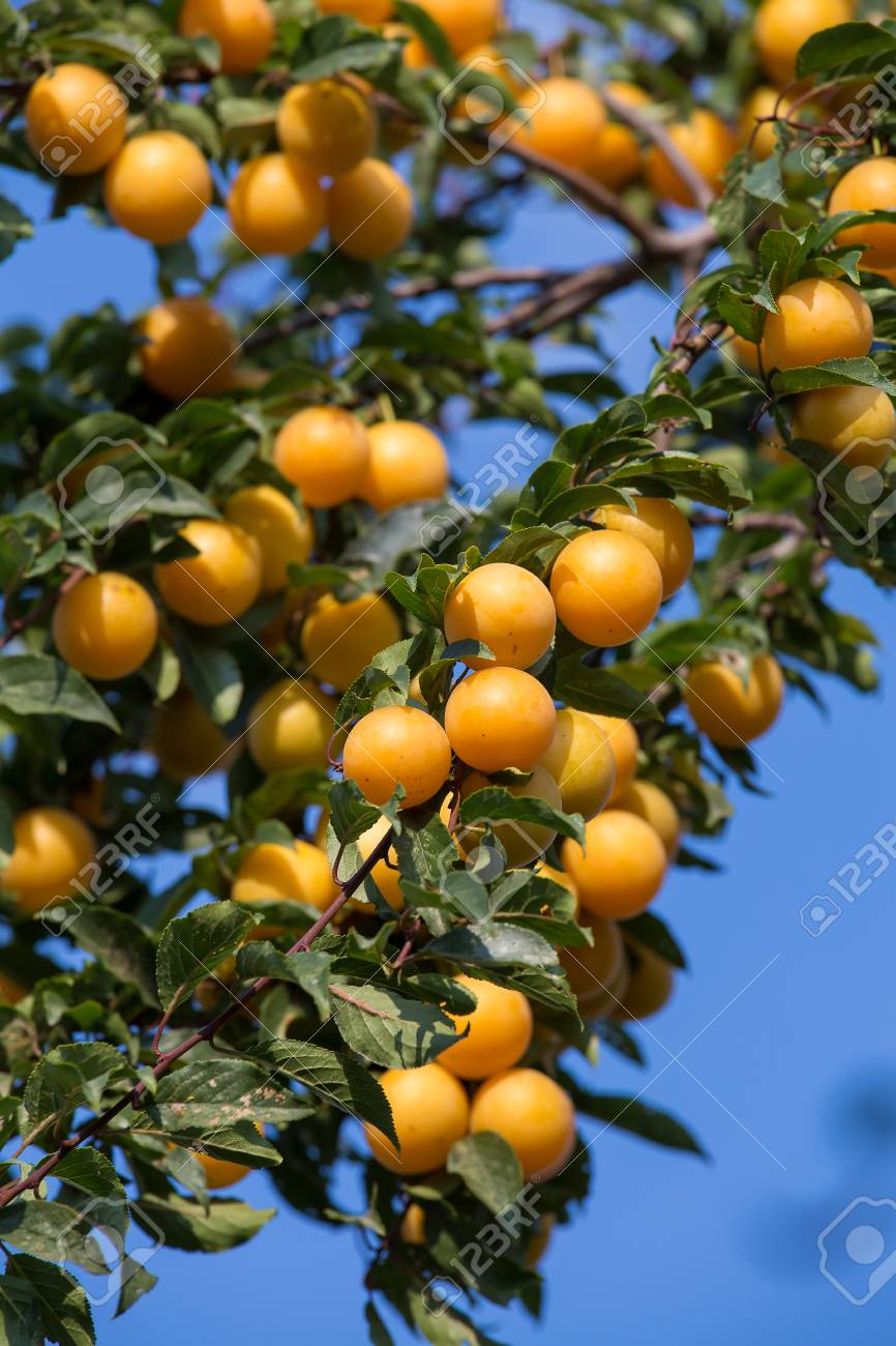 Obstbäume aus der Ukraine