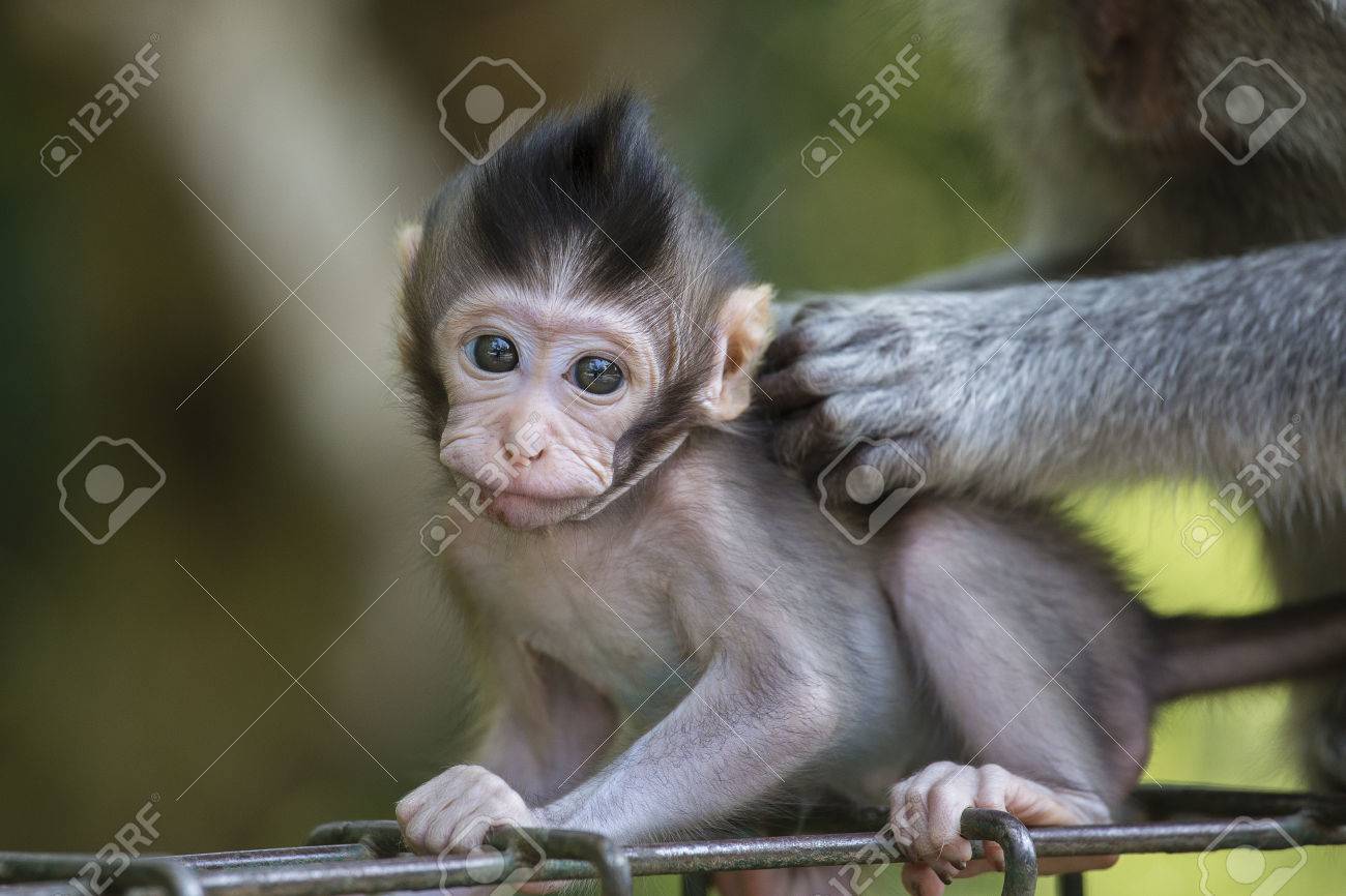 Portrat Von Baby Affen Am Heiligen Affen Wald In Ubud Bali Indonesien Nahansicht Lizenzfreie Fotos Bilder Und Stock Fotografie Image 80016626