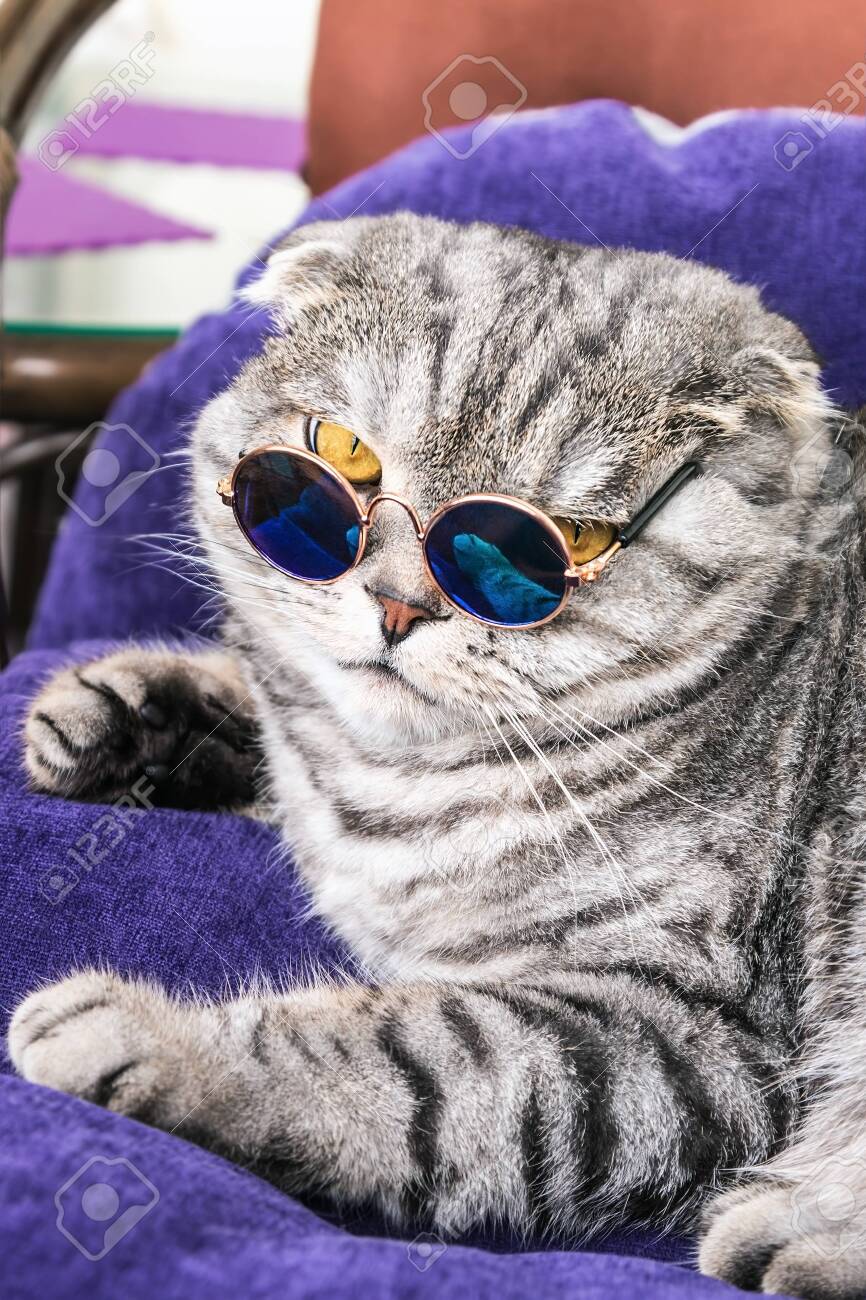 cat with round glasses