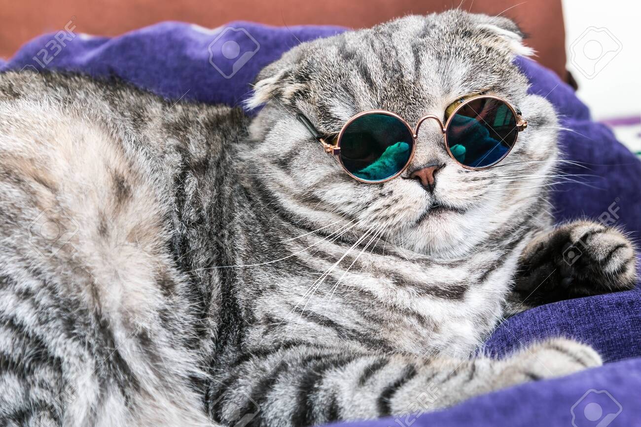 cat round glasses