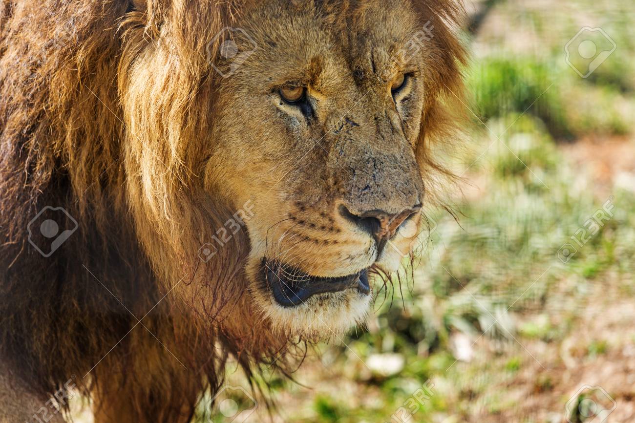 etiam-dictum-ipsum-a-felis