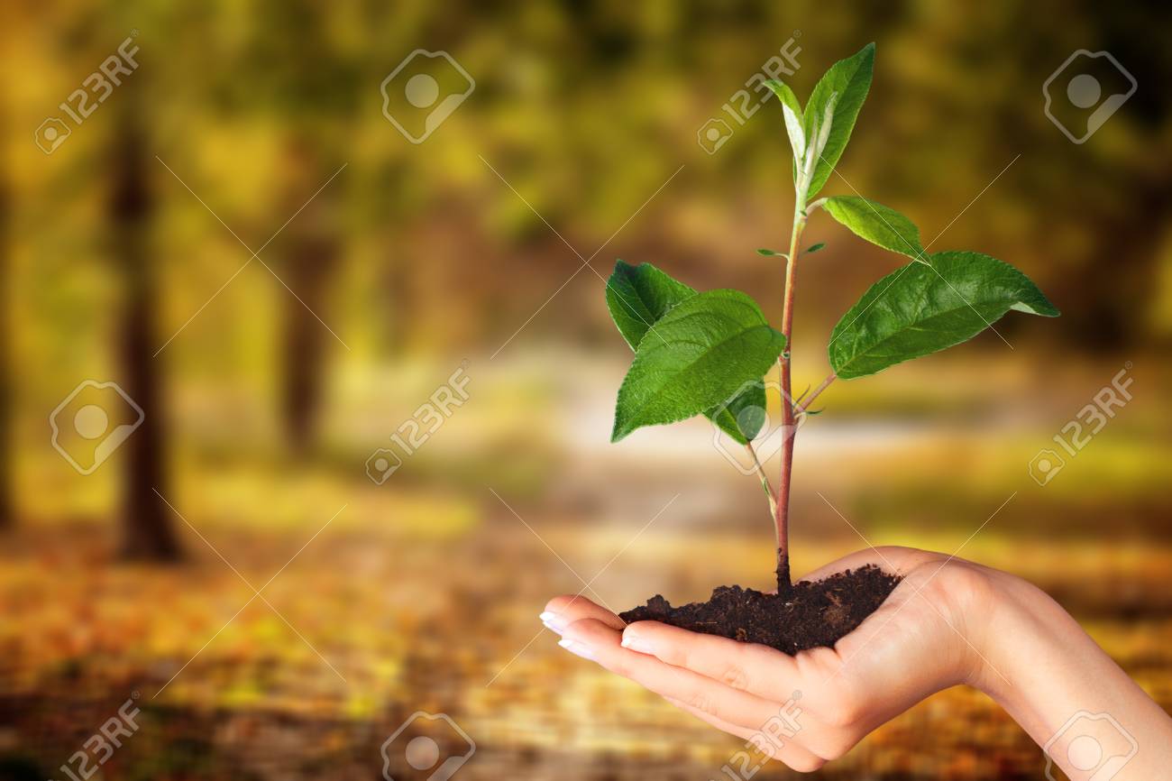 Caring For Nature Stock Photo Picture And Royalty Free Image Image