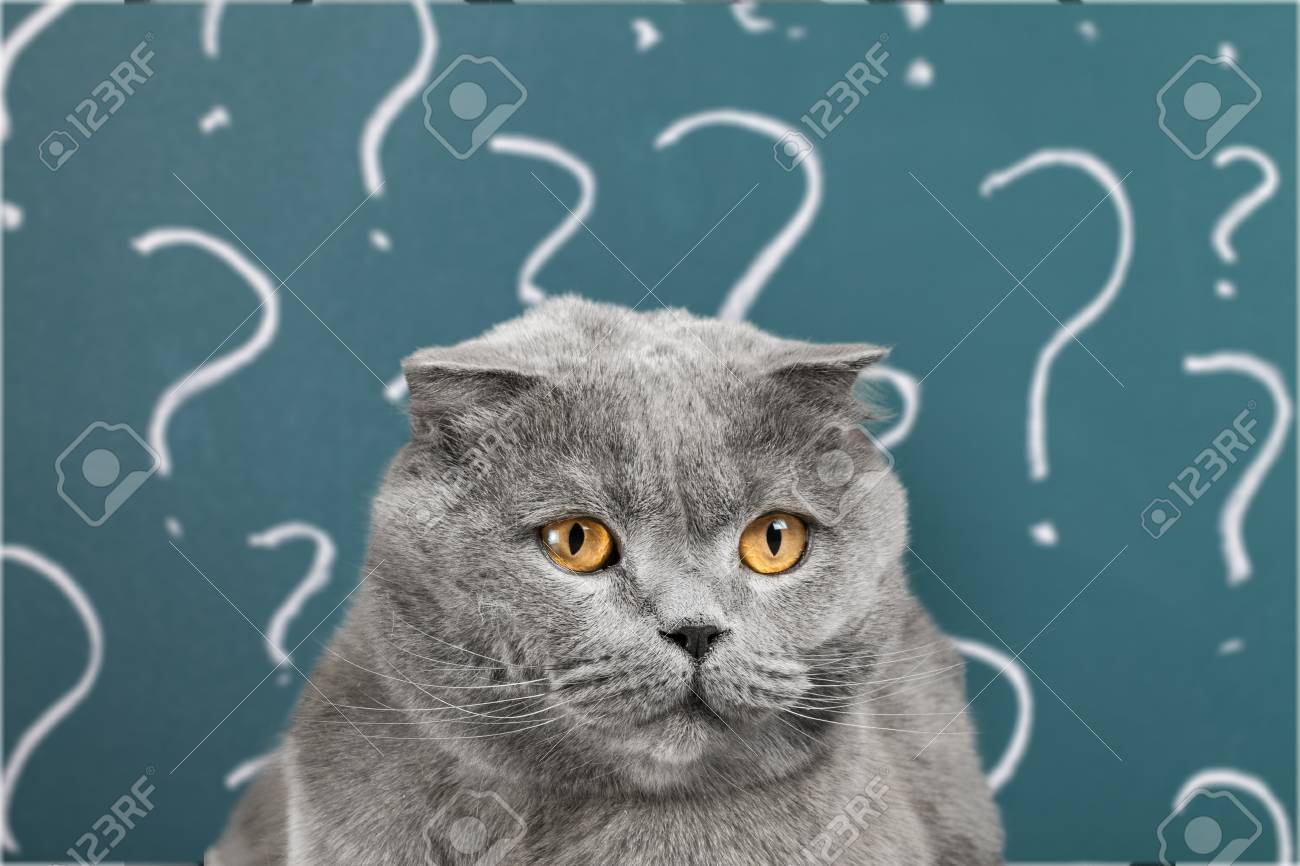 Free Vectors | Cat with a question mark