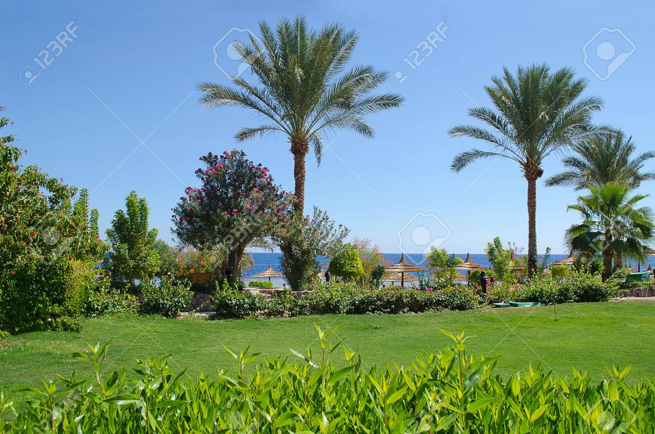 エジプト シャルム エル シェイク ホテルの旅行エキゾチックな植物観光ロイヤル グランド シャルム の写真素材 画像素材 Image