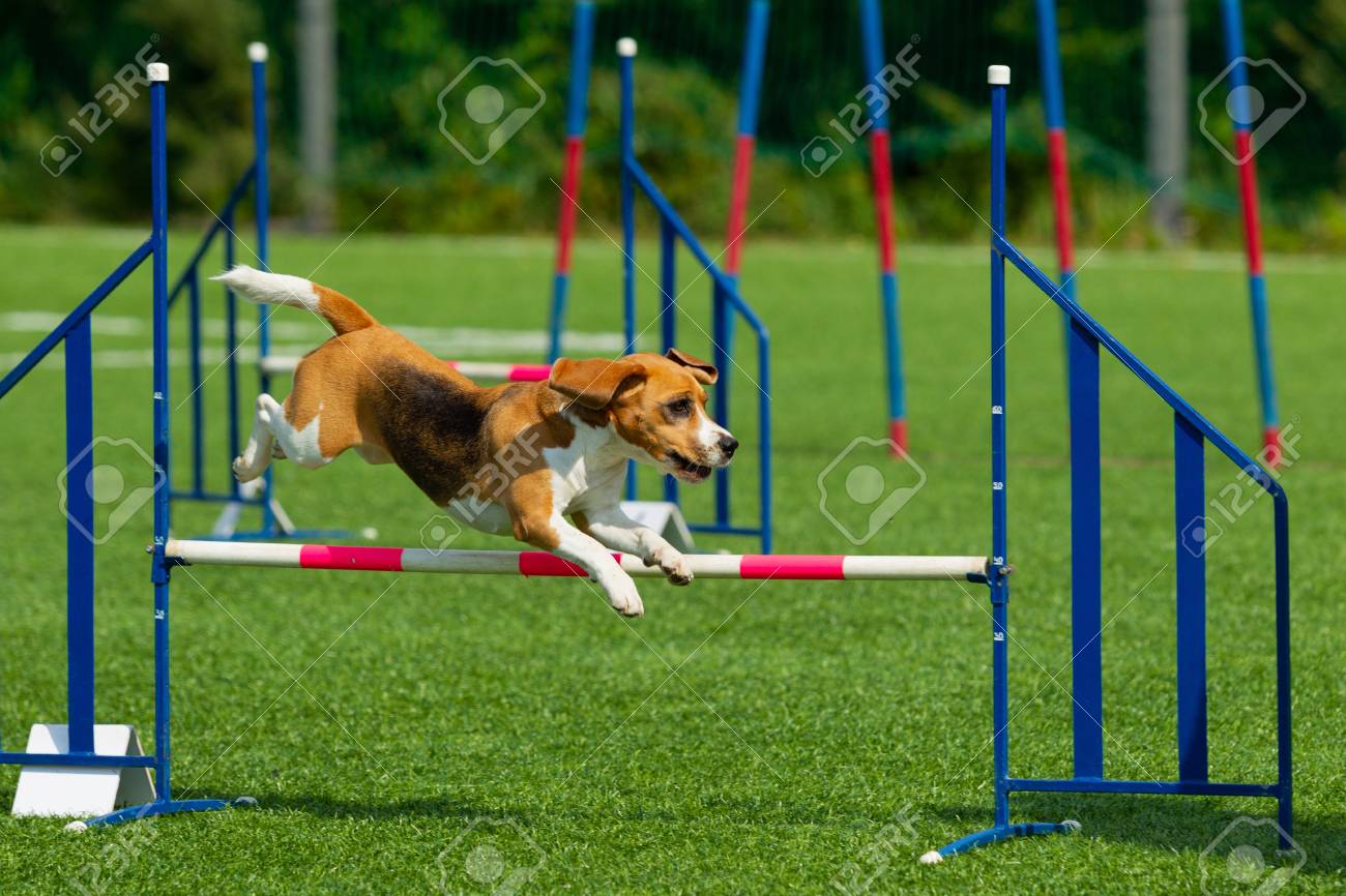 Beagle agility run