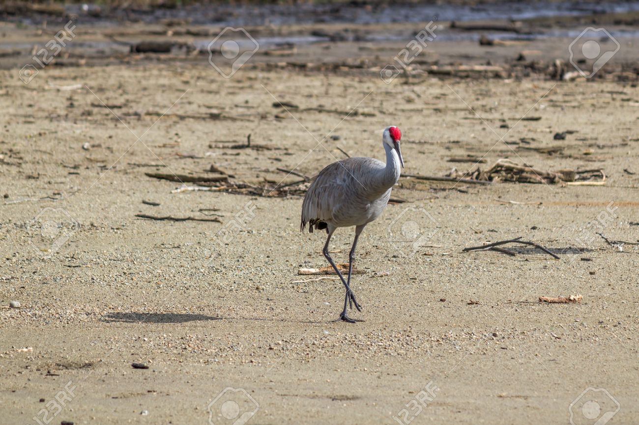 Oiseau Gris Big Avec La Tête Rouge Grue Américaine Sur Le Lac Birnaby Canada