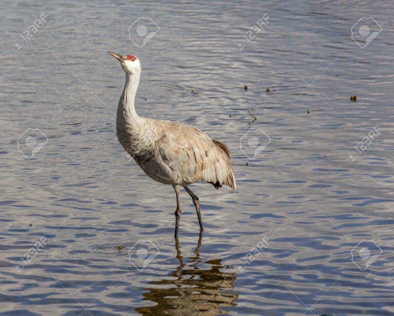 Oiseau Gris Big Avec La Tête Rouge Grue Américaine Sur Le Lac Birnaby Canada