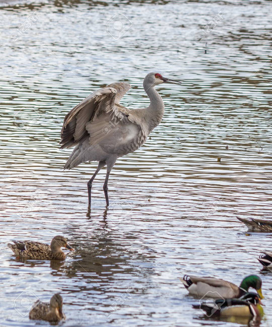 Oiseau Gris Big Avec La Tête Rouge Grue Américaine Sur Le Lac Birnaby Canada