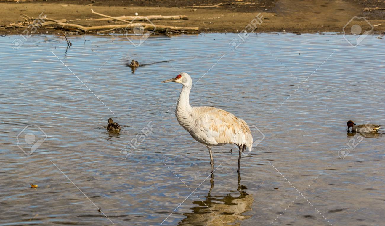 Oiseau Gris Big Avec La Tête Rouge Grue Américaine Sur Le Lac Birnaby Canada