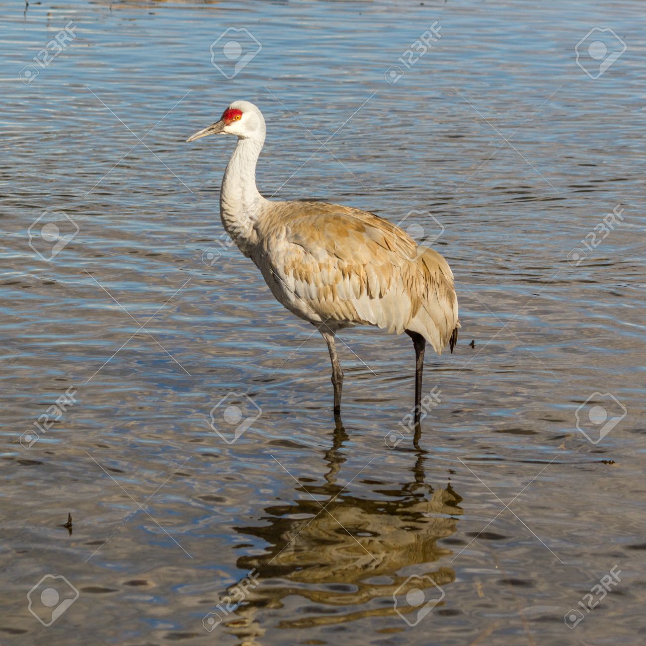 Oiseau Gris Big Avec La Tête Rouge Grue Américaine Sur Le Lac Birnaby Canada