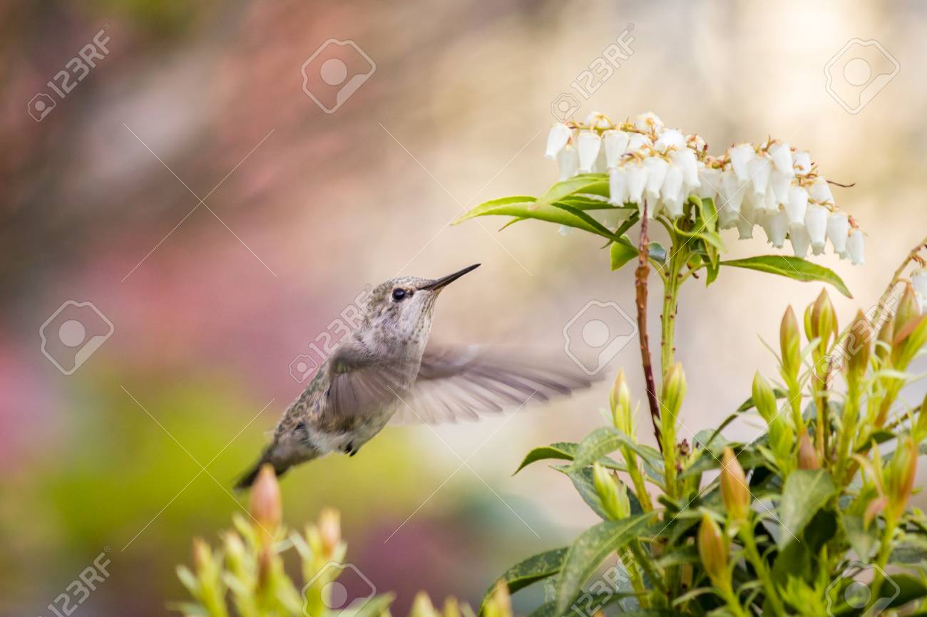 Bee Hummingbird Petit Oiseau Près Des Fleurs Mangeant Nectar Ailes Avec Le Flou De Mouvement