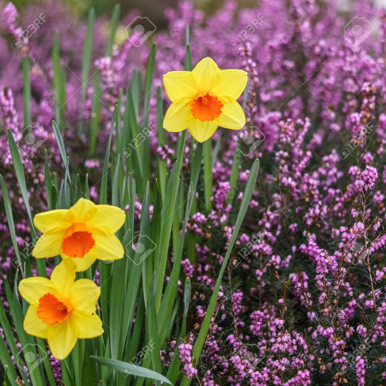 水仙や背景にピンクの花と外の日本水仙 の写真素材 画像素材 Image