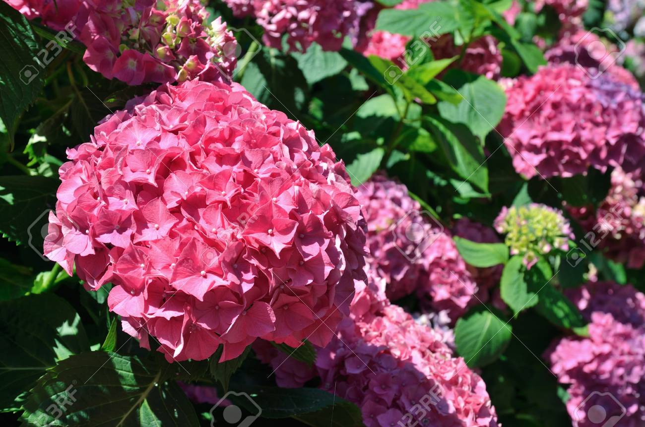 アジサイの低木は夏の公園で咲いている瞬間に撮影されます 焦点はフロントの大きな丸い花のヘッドです の写真素材 画像素材 Image