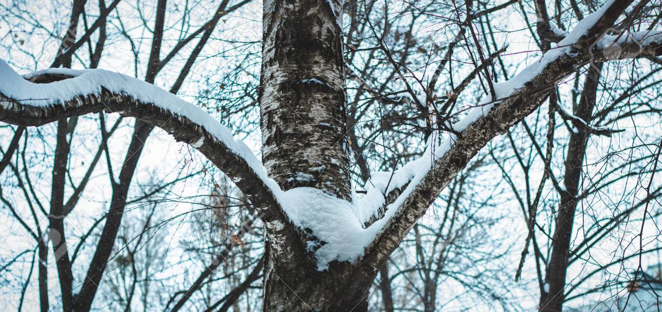 冬は年の非常に美しい季節 それを伝えていない言葉で 写真を表現することができます の写真素材 画像素材 Image