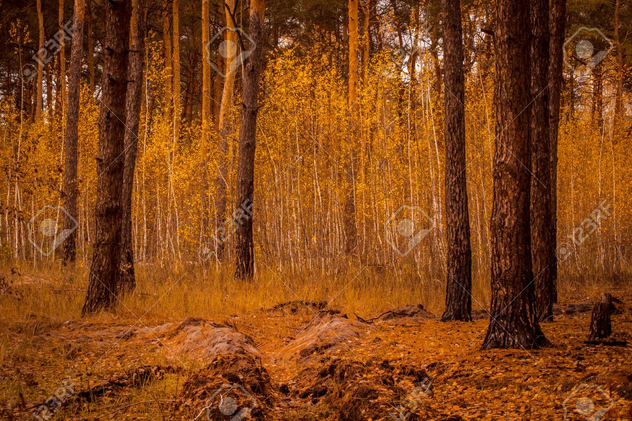Trench Rests On A Birch Tree Autumn Grove Around A Tall Pine Forest  Fantastic Forest Stock Photo, Picture and Royalty Free Image. Image  90593622., image size:1300x866