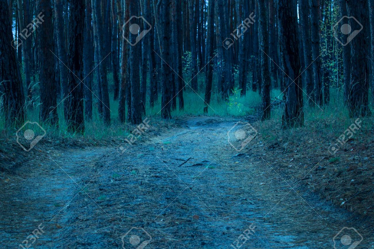広い道は誰も幻想的な雰囲気の周りの神秘的な夜の森に下るダウン の写真素材 画像素材 Image 広い道は誰も幻想的な雰囲気の周りの神秘的な夜の森に下るダウン の写真素材 画像素材 Image