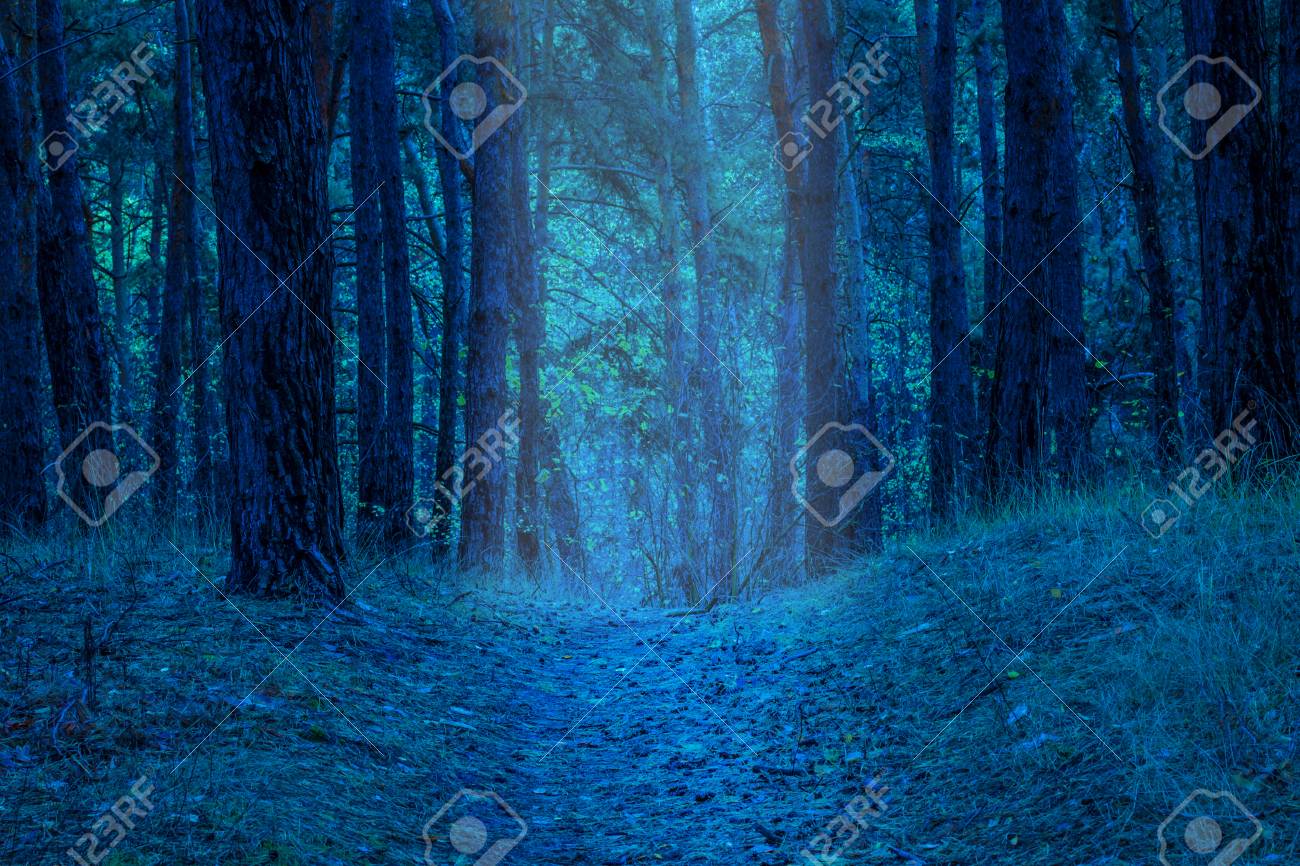 Path Brightly Illuminated At Night In A Mysterious Forest Entrance Stock Photo Picture And Royalty Free Image Image
