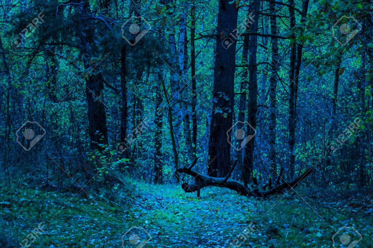 Arbre Tombe Brillamment Eclaire Dans La Nuit Foret Mysterieuse Monde De La Faune Personne Autour De L Atmosphere Excitante Banque D Images Et Photos Libres De Droits Image